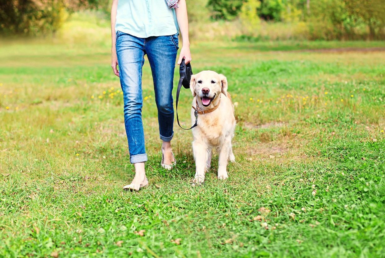 4 ways to involve your kids in training your pet dog | The Star 4 ways to involve your kids in training your pet dog | The Star