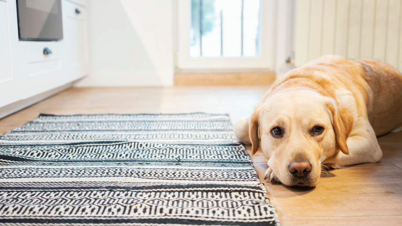 How to Move With a Pet - Tips to Make It Way Easier How to Move With a Pet - Tips to Make It Way Easier