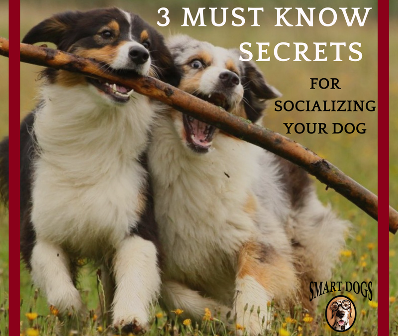 7 Tips for Dog Socialization | Heart + Paw 7 Tips for Dog Socialization | Heart + Paw