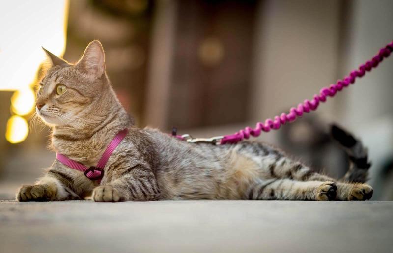 Leash Training Tips for Cats Leash Training Tips for Cats