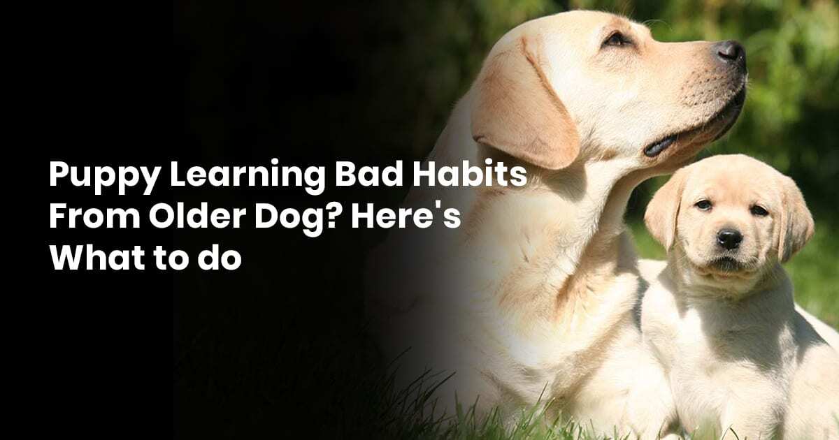 Puppy Learning Bad Habits From Older Dog? Here's What To Do Puppy Learning Bad Habits From Older Dog? Here's What To Do