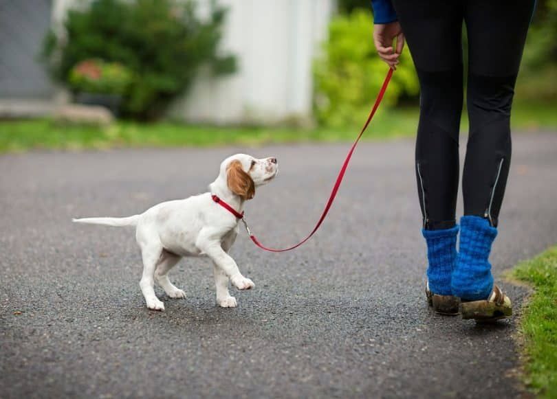 Train A Puppy to Walk on A Leash | Training your puppy, Puppy training ... Train A Puppy to Walk on A Leash | Training your puppy, Puppy training ...