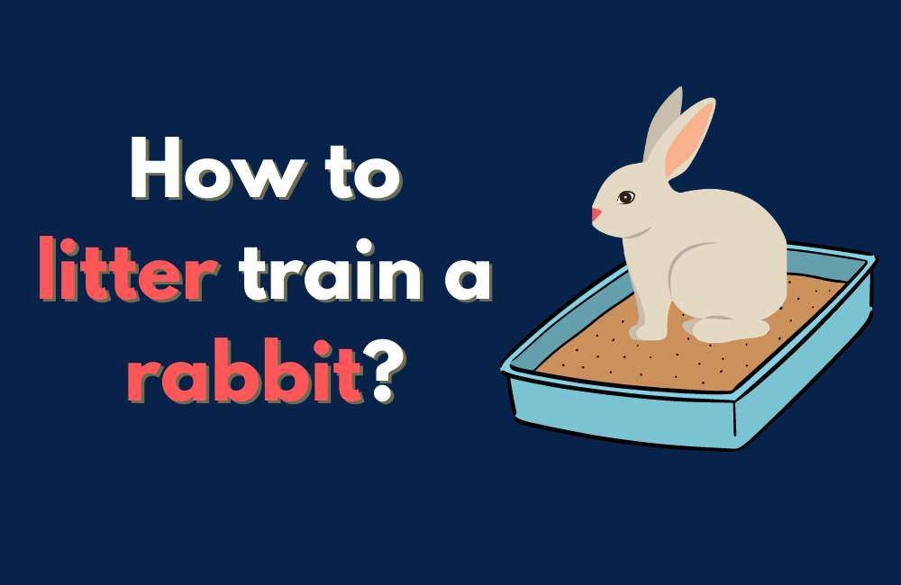 Common Mistakes When Litter Training Rabbits - and How to Avoid Them! Common Mistakes When Litter Training Rabbits - and How to Avoid Them!