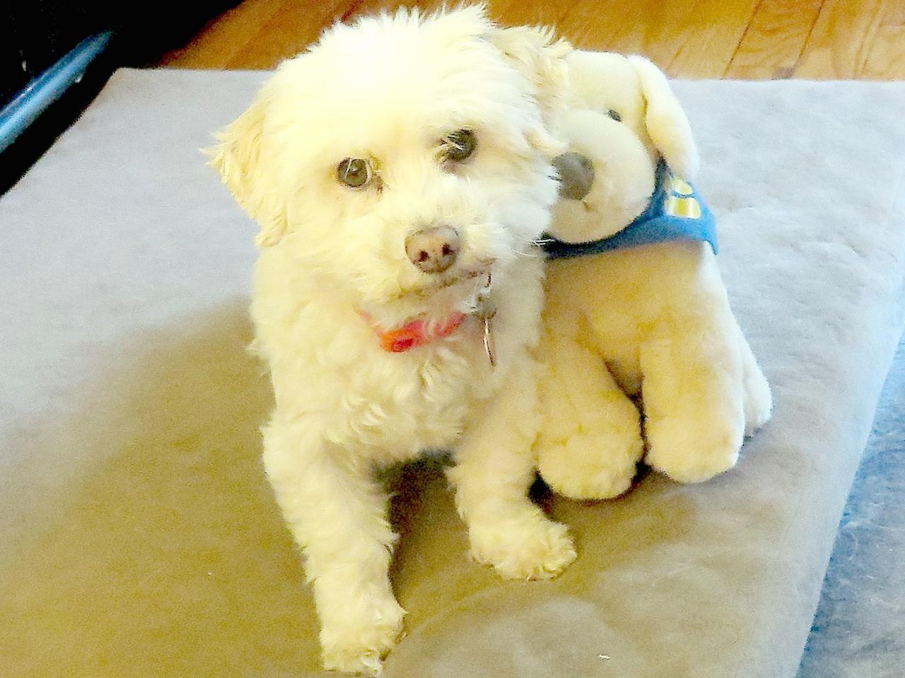 15 Pet Safety Tips for Kids Every Parent Should Know 15 Pet Safety Tips for Kids Every Parent Should Know