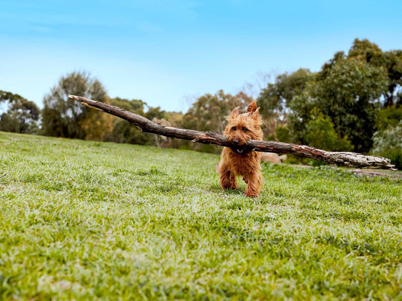 Adjusting Your Pet to a New Home - Moving Insider Adjusting Your Pet to a New Home - Moving Insider