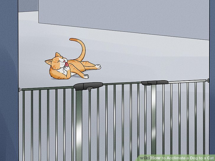 How to Acclimate a Dog to a Cat: 12 Steps (with Pictures) How to Acclimate a Dog to a Cat: 12 Steps (with Pictures)
