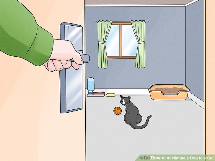 How to Acclimate a Dog to a Cat: 12 Steps (with Pictures) How to Acclimate a Dog to a Cat: 12 Steps (with Pictures)