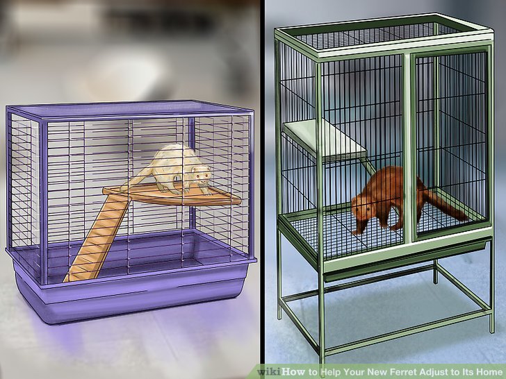 How to Help Your New Ferret Adjust to Its Home (with Pictures) How to Help Your New Ferret Adjust to Its Home (with Pictures)