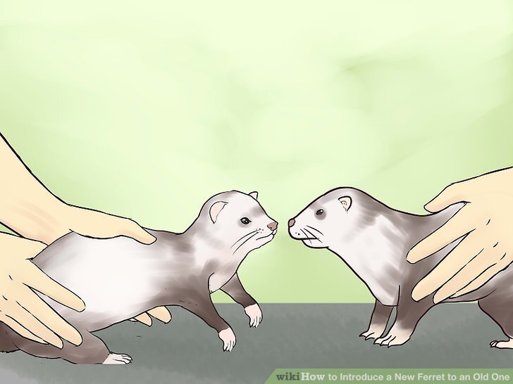 Setup : r/ferret Setup : r/ferret