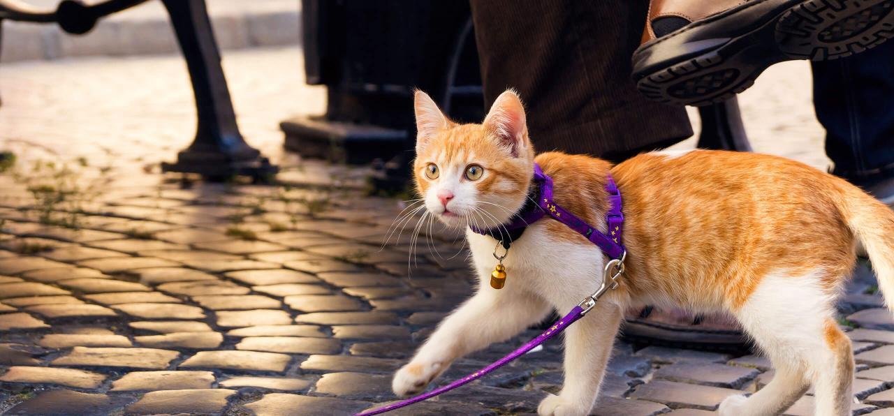 How to Leash Train Your Cat in Simple Steps | LoveToKnow Pets How to Leash Train Your Cat in Simple Steps | LoveToKnow Pets
