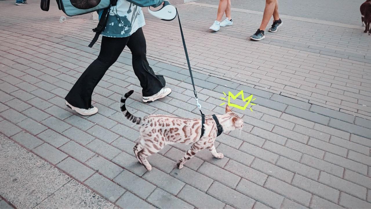 How To Leash Train A Cat In 5 Brilliant And Detailed Steps? How To Leash Train A Cat In 5 Brilliant And Detailed Steps?