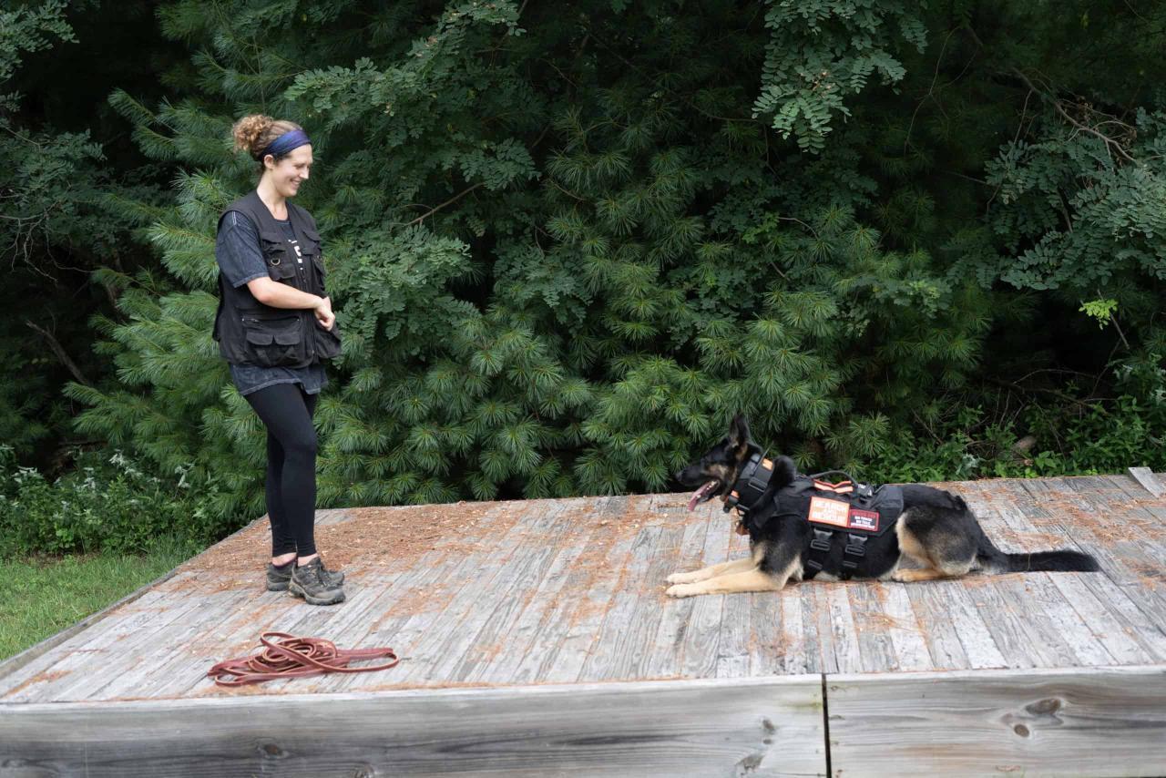 The importance of consistency in Dog Training The importance of consistency in Dog Training