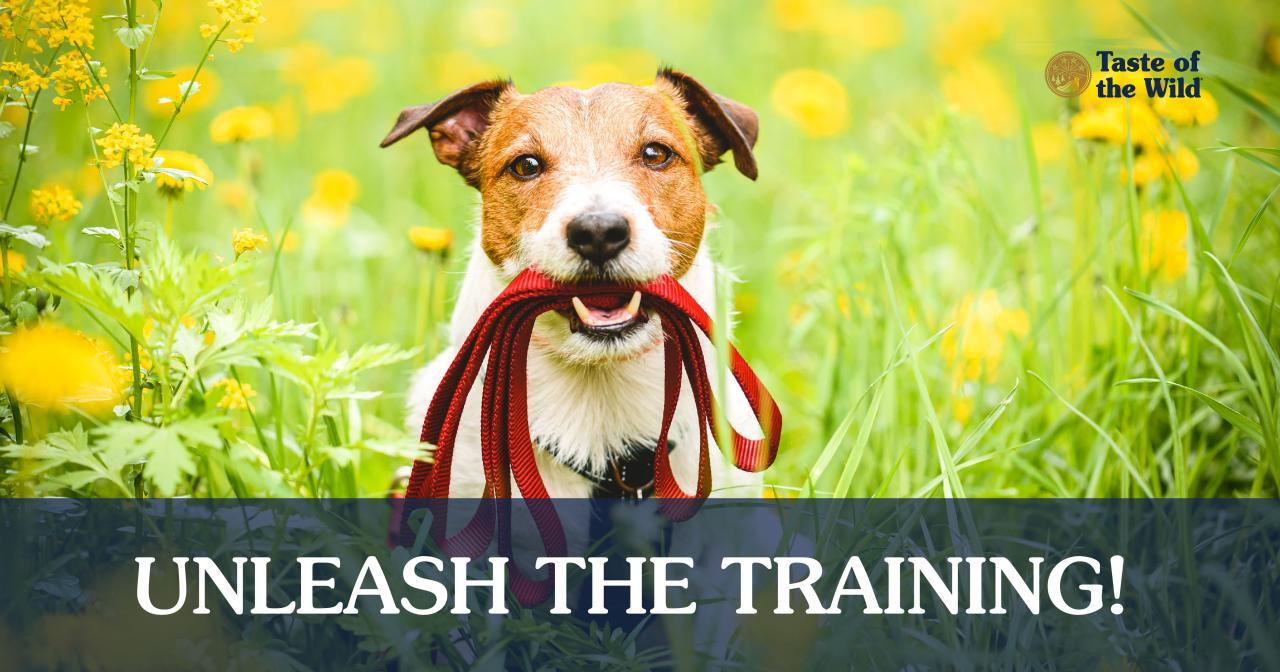 How to Train Your Puppy to Walk on a Leash How to Train Your Puppy to Walk on a Leash