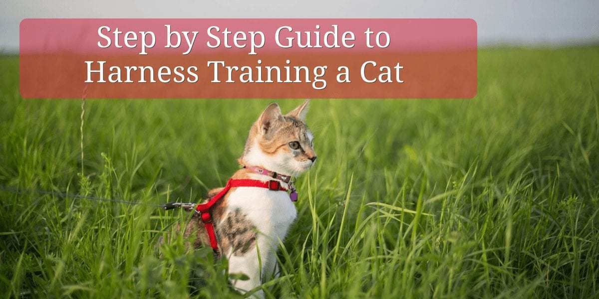 Leash Training a Cat 101: A Complete Guide to Getting Outside | BeChewy Leash Training a Cat 101: A Complete Guide to Getting Outside | BeChewy