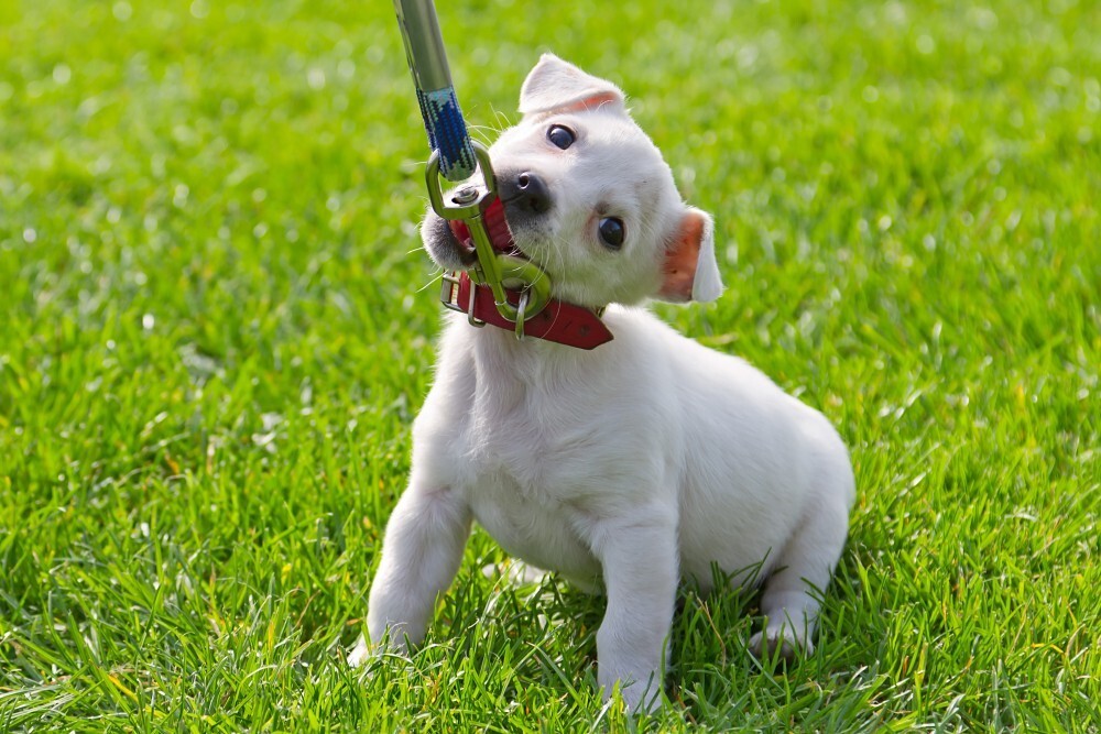 How to Train a Puppy to Walk On a Leash How to Train a Puppy to Walk On a Leash
