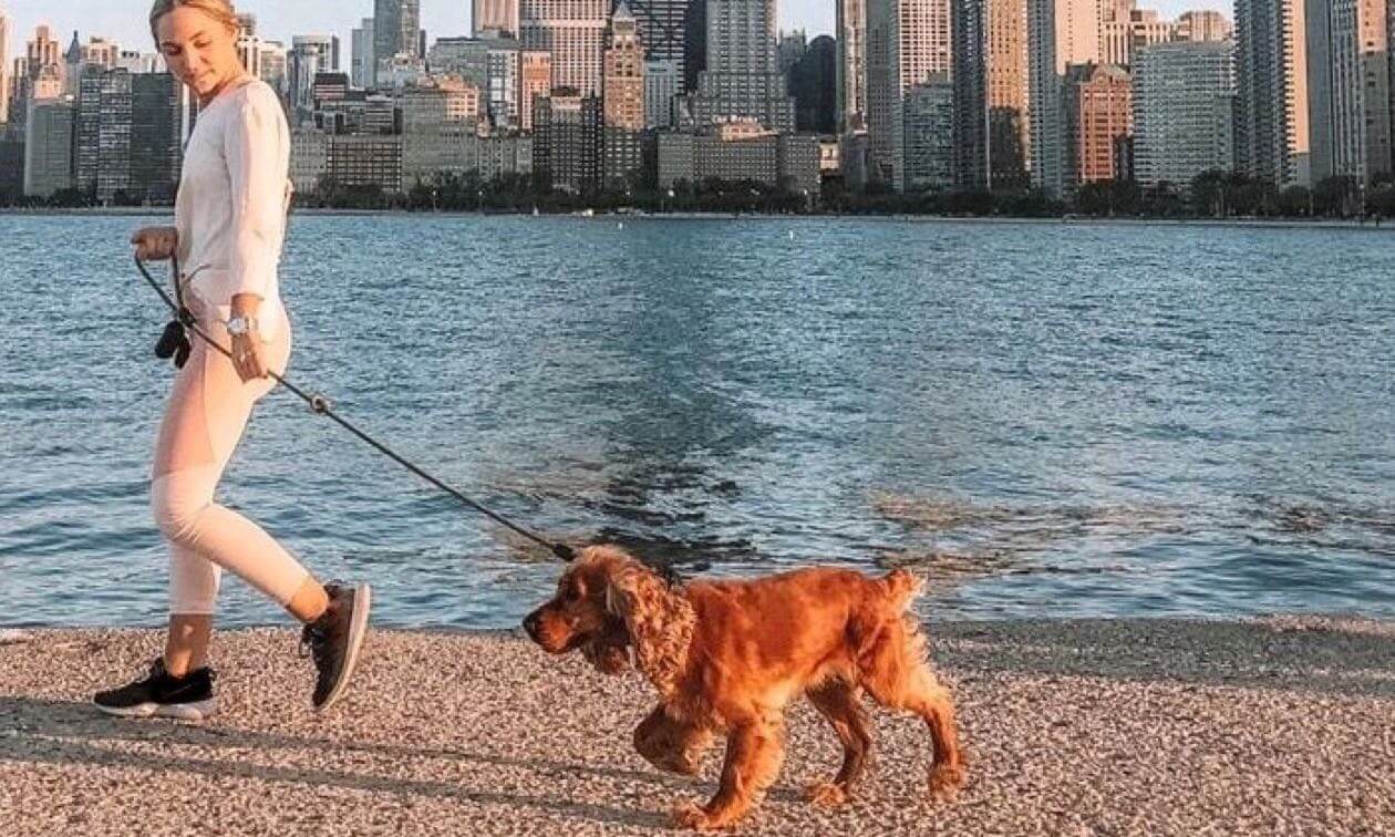 How to Train a Puppy to Walk on a Leash | Zoetis Petcare How to Train a Puppy to Walk on a Leash | Zoetis Petcare