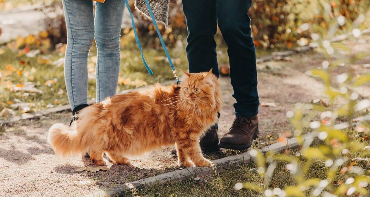 Leash training is the perfect way for your cat to explore the outside ... Leash training is the perfect way for your cat to explore the outside ...
