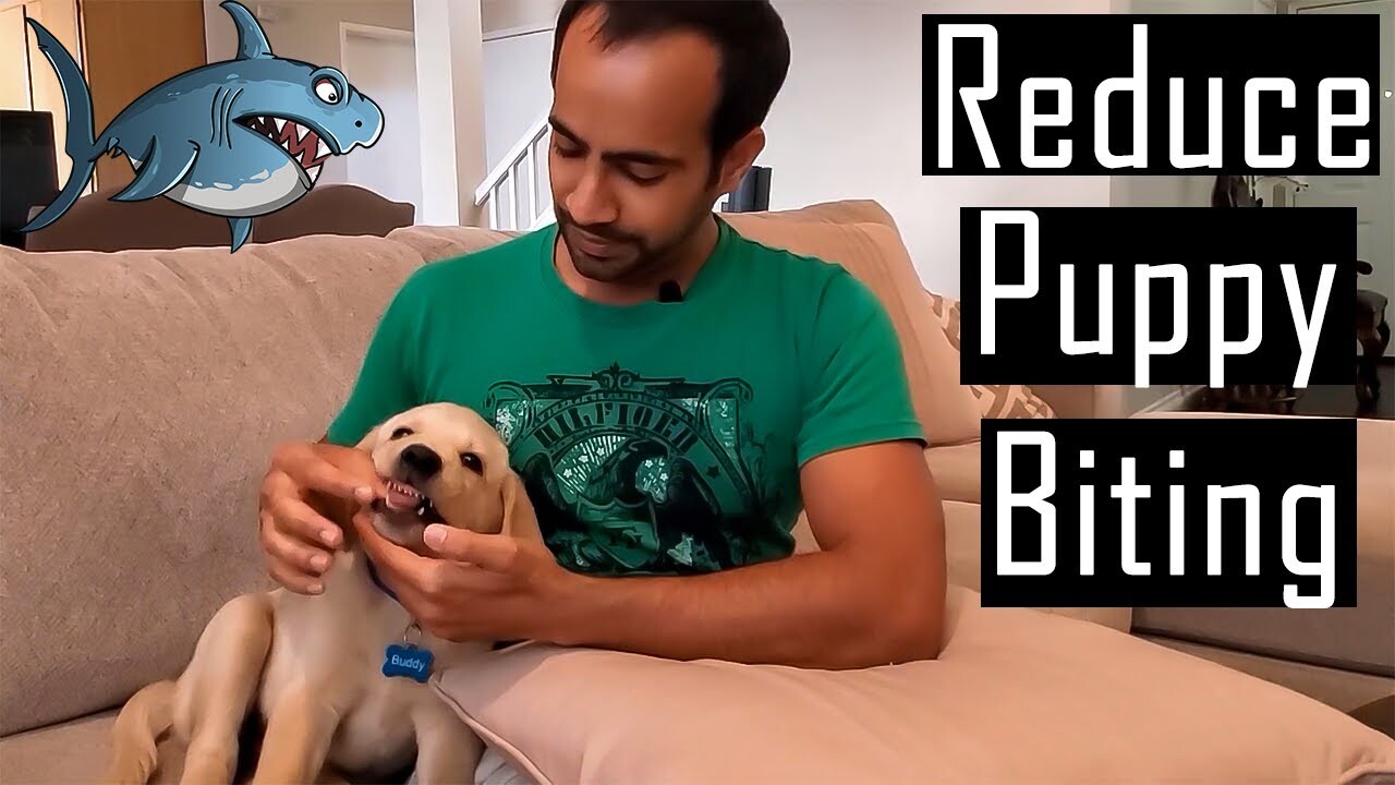 How Do I Get My Puppy to Stop Nipping or Biting Me? How Do I Get My Puppy to Stop Nipping or Biting Me?