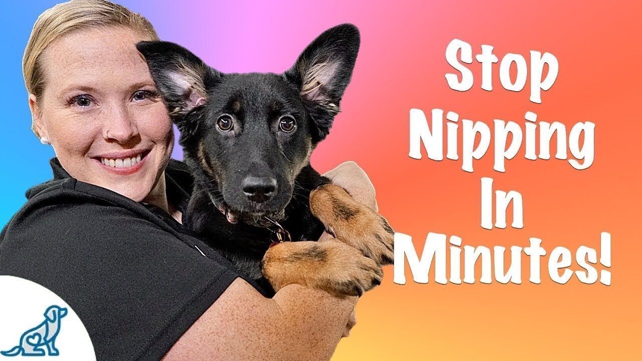 How to Stop a Puppy from Biting and Nipping – All You Need to Know. # ... How to Stop a Puppy from Biting and Nipping – All You Need to Know. # ...