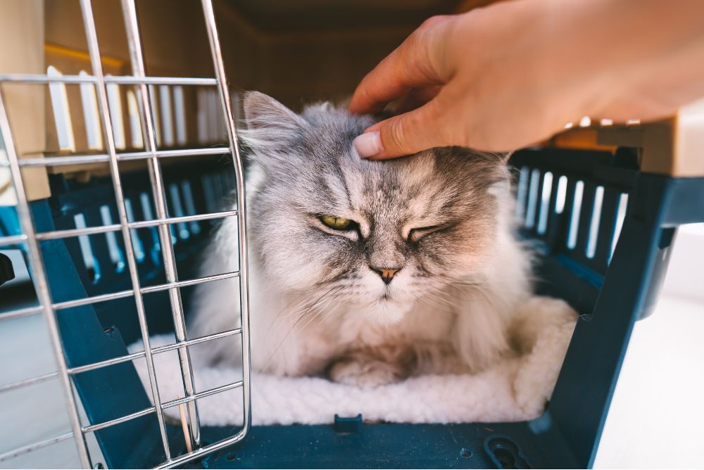 Pet Carrier vs Crate: Which is Better? - Pet Van Lines Pet Carrier vs Crate: Which is Better? - Pet Van Lines