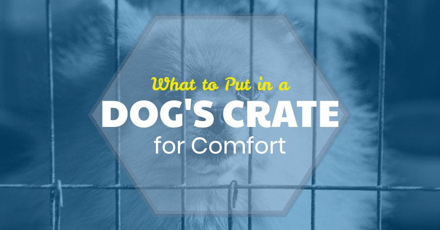 Crate Training 101: A Step-by-Step Guide | Great Pet Care Crate Training 101: A Step-by-Step Guide | Great Pet Care