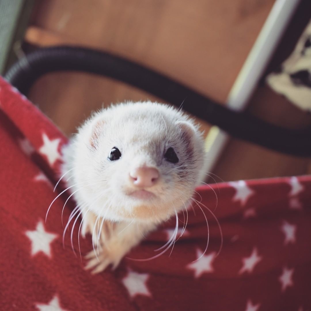 Ferret Forest: How To Set Up Your First Ferret Cage Ferret Forest: How To Set Up Your First Ferret Cage