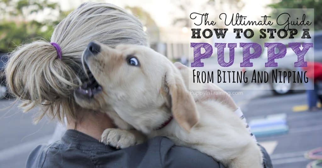 The Ultimate Guide: How To Stop A Puppy From Biting And Nipping The Ultimate Guide: How To Stop A Puppy From Biting And Nipping