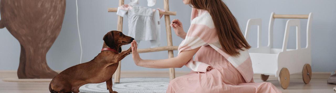 PPT - National Train Your Dog Month The Basics of Dog’s Obedience ... PPT - National Train Your Dog Month The Basics of Dog’s Obedience ...